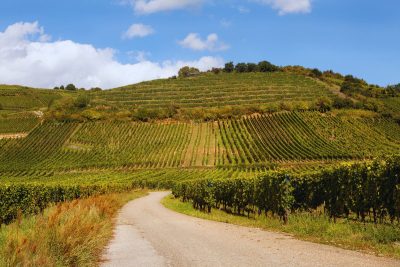 Explorez la route des vins en France : le guide ultime pour les amateurs de vin