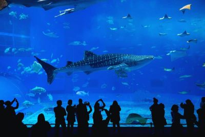 Les plus grands aquariums du monde à découvrir