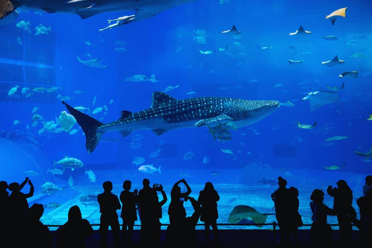 une-image-mettant-en-evidence-les-plus-grands-aquariums-du-monde-offrant-une-vue-epoustouflante-de-la-vie-marine-diversifiee-et-coloree