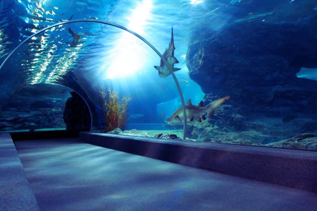 Plongez au cœur de l'univers marin fascinant de Planet Ocean Montpellier, où la biodiversité marine est à l'honneur. Découvrez des espèces extraordinaires et des écosystèmes uniques dans un cadre spectaculaire. Une expérience inoubliable pour les amoureux de la mer et de la nature.